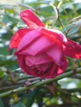 Climbing Craimoisi Superieur Rose, Rosa chinensis 'Climbing Craimoisi Superieur'